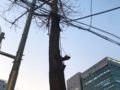 십자가 나무